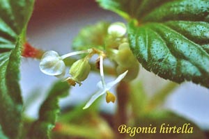 B. hirtella var. hirtella